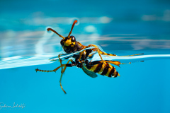 Wasp Rescue