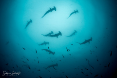 Galapagos unter Wasser