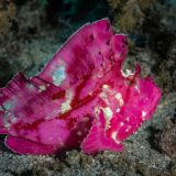 19_Leaffish-in-Komodo