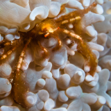 24_Orangutang-Crab-in-Komodo